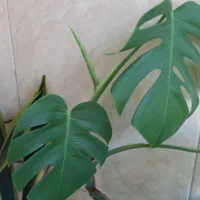 گل طبیعی|گل و گیاه طبیعی|تهران, جردن|دیوار