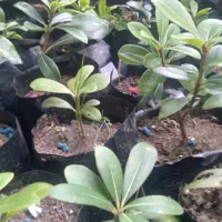 گیاهان زینتی|گل و گیاه طبیعی|کلاچای, |دیوار