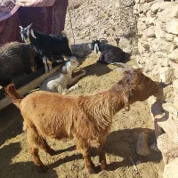 کهره نردرجه یک