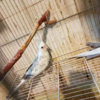 جفت عروس هلندی درشت و کشیده