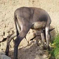 فروش کره الاغ نر|حیوانات مزرعه|کر, |دیوار