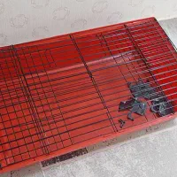 قفس خرگوش و خوکچه