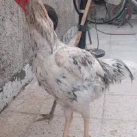 مرغ و خروس لاری طوسی|حیوانات مزرعه|قیامدشت - خاورشهر, |دیوار