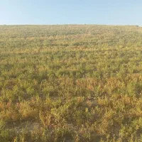 فروش زمین دیم در نقده