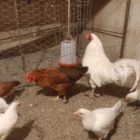 یک عدد خروس و مرغ فروش