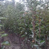 نهال دو ساله خرمالو|خدمات باغبانی و درختکاری|چهارباغ, |دیوار