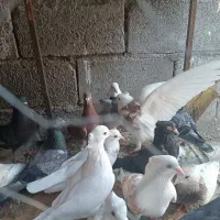 کبوتر جمله
