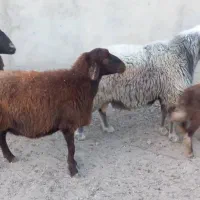 قوچ هترو قوچ سبز|حیوانات مزرعه|اصفهان, قائمیه|دیوار