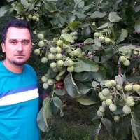 نهالستان پسته و بادام و ارقام میوه پربار پالیز