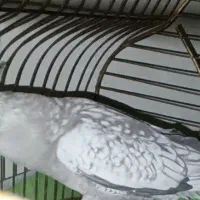 عروس هلندی|پرنده|قم, تولید دارو و یخچال|دیوار