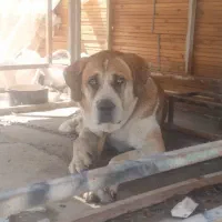 سگ ماده درشت