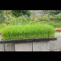توم نشا هاشمی درجه یک آماده نشا