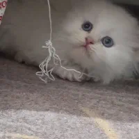 گربه پرشین|گربه|ارومیه, |دیوار