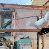 خال زرد|پرنده|اصفهان, ملک‌شهر|دیوار