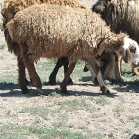 بره ماده قیمت مناسب