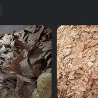 نان خشک دامی دست چین