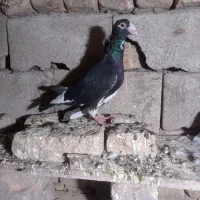 کبوتر دورگه و تکپر|پرنده|نگین شهر, |دیوار