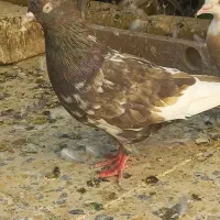 کبوتر|پرنده|شاهین‌شهر, شهرک میلاد|دیوار