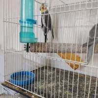 سلام یک دوچرخه سوار|پرنده|قائن, |دیوار