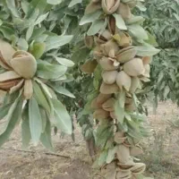 نهال های درجه یک و پر بار ضمانتی