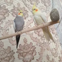 عروس هلندی نرو ماده