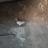 کبوتر پرشی و جفتی