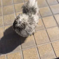 مرغ ابریشمی