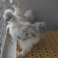 جوجه ابریشمی|حیوانات مزرعه|مشهد, ویلاشهر|دیوار