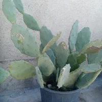 کاکتوس ارزون و سالم