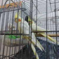 عروس هلندی|پرنده|امیدیه, |دیوار