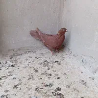 جفت سوسکی سیاه خوشگل وقلدر|پرنده|تربتحیدریه, شهرک ولیعصر|دیوار