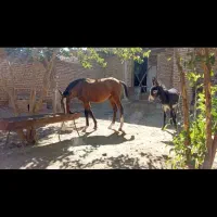 کره مادیان کرد قیمت توافقی