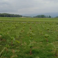 متقاضی زمین اجاره ی