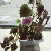 گل و گیاه|گل و گیاه طبیعی|دورود, |دیوار