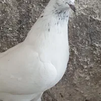 کبوتر جوجه پرشی|پرنده|رشت, گلسار|دیوار