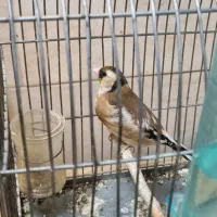 سهره ماده جوجه قفس