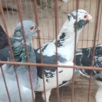 کبوتر