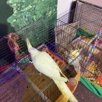 عروس هلندی لوتینو دست اموز|پرنده|رشت, باهنر|دیوار