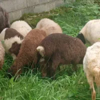 فروش تعدادی بره