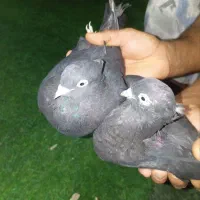 ی جفت زاغ ی جفت سفید پاک