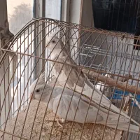 عروس هلندی|پرنده|رباط‌کریم, رباط‌کریم|دیوار