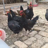 فروش20خروس سیاه(بلک استار)