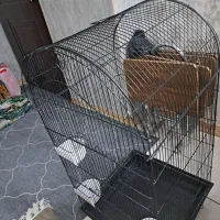 قفس|لوازم جانبی حیوانات|بهارستان, |دیوار