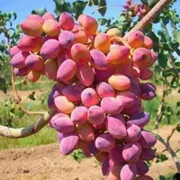 فروش نهال پسته ۱ساله و ۲ساله|خدمات باغبانی و درختکاری|شاهین‌شهر, گزبرخوار|دیوار