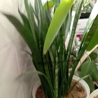 گل اپارتمانی|گل و گیاه طبیعی|پاکدشت, پاکدشت (مامازند)|دیوار