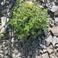 اویشن کوهی تازه