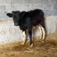 گوساله نر ورزاکوله جنس|حیوانات مزرعه|ماسال, |دیوار