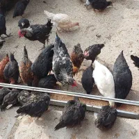 جوجه|حیوانات مزرعه|رباطکریم, رباطکریم|دیوار