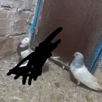 کبوتر|پرنده|میانه, |دیوار