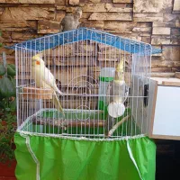 عروس هلندی سخنگو